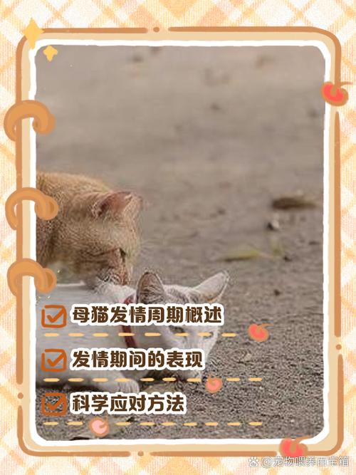 猫咪多久发一次情,猫多久发一下情?-第3张图片-后鲨宠物 猫咪多久发一次情,猫多久发一下情?-第3张图片-后鲨宠物