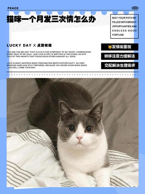 猫咪多久发一次情,猫多久发一下情?-第5张图片-后鲨宠物 猫咪多久发一次情,猫多久发一下情?-第5张图片-后鲨宠物