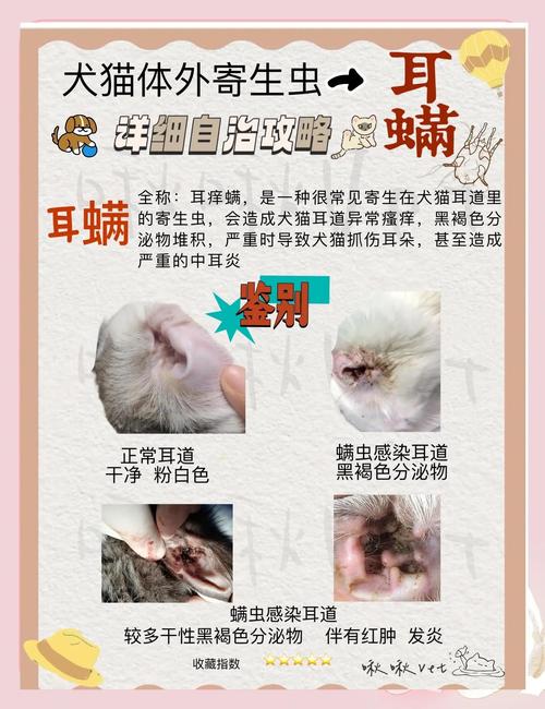 猫咪怎么除耳螨，猫咪除耳螨多少钱？-第6张图片-后鲨宠物