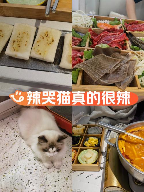 猫咪可以吃辣吗_猫咪可以吃辣的东西吗-第1张图片-后鲨宠物