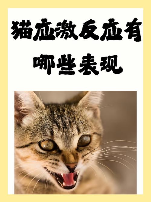 猫咪可以吃辣吗_猫咪可以吃辣的东西吗-第2张图片-后鲨宠物