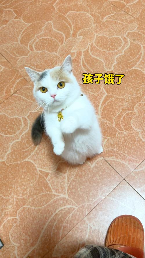 猫咪饿了的表现,猫咪饿了的表现图片?-第2张图片-后鲨宠物 猫咪饿了的表现,猫咪饿了的表现图片?-第2张图片-后鲨宠物