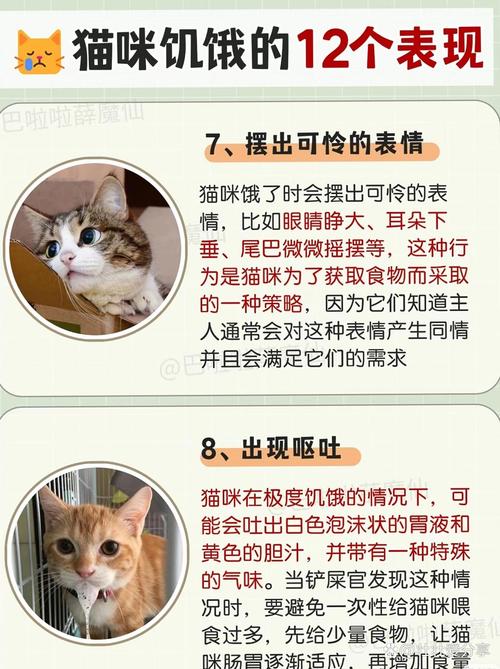 猫咪饿了的表现,猫咪饿了的表现图片?-第3张图片-后鲨宠物 猫咪饿了的表现,猫咪饿了的表现图片?-第3张图片-后鲨宠物
