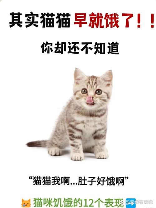 猫咪饿了的表现,猫咪饿了的表现图片?-第4张图片-后鲨宠物 猫咪饿了的表现,猫咪饿了的表现图片?-第4张图片-后鲨宠物