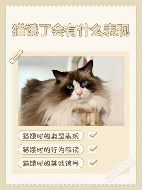猫咪饿了的表现,猫咪饿了的表现图片?-第5张图片-后鲨宠物 猫咪饿了的表现,猫咪饿了的表现图片?-第5张图片-后鲨宠物