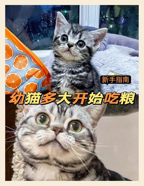 猫咪多大吃猫粮_猫多大吃成猫粮-第1张图片-后鲨宠物 猫咪多大吃猫粮_猫多大吃成猫粮-第1张图片-后鲨宠物