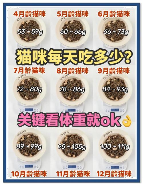 猫咪多大吃猫粮_猫多大吃成猫粮-第2张图片-后鲨宠物 猫咪多大吃猫粮_猫多大吃成猫粮-第2张图片-后鲨宠物