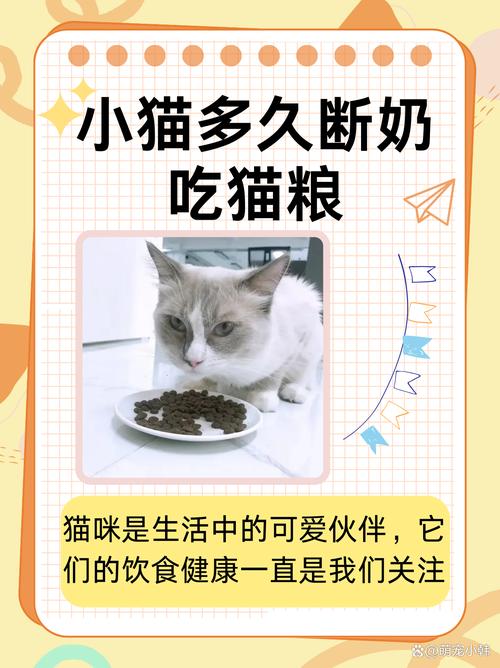 猫咪多大吃猫粮_猫多大吃成猫粮-第5张图片-后鲨宠物 猫咪多大吃猫粮_猫多大吃成猫粮-第5张图片-后鲨宠物