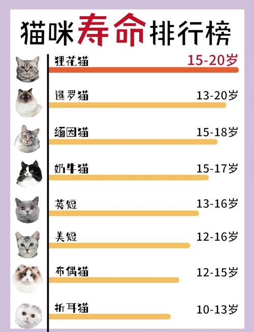 猫咪的平均寿命,猫的寿命有多少年?-第1张图片-后鲨宠物 猫咪的平均寿命,猫的寿命有多少年?-第1张图片-后鲨宠物