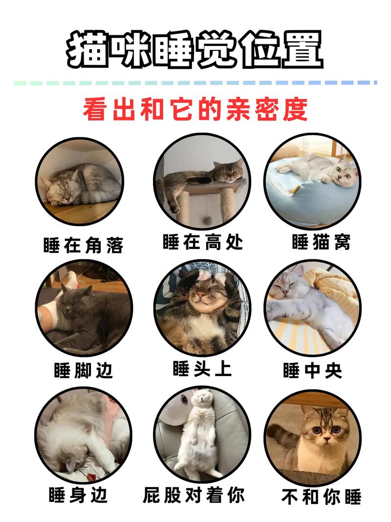 怎么让猫咪睡觉,咋让猫睡觉?-第3张图片-后鲨宠物 怎么让猫咪睡觉,咋让猫睡觉?-第3张图片-后鲨宠物