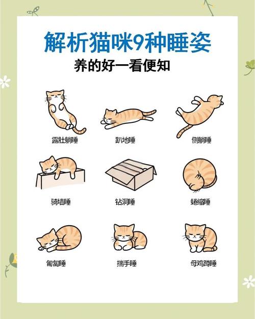 怎么让猫咪睡觉,咋让猫睡觉?-第4张图片-后鲨宠物 怎么让猫咪睡觉,咋让猫睡觉?-第4张图片-后鲨宠物