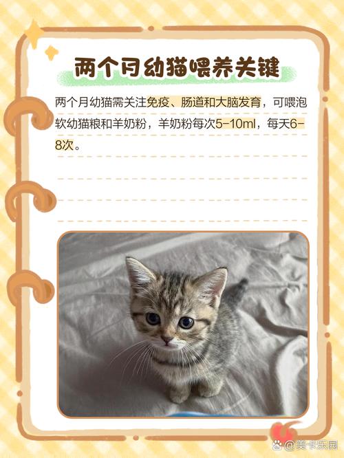 猫咪能吃奶片吗,小猫咪能吃奶片吗-第4张图片-后鲨宠物 猫咪能吃奶片吗,小猫咪能吃奶片吗-第4张图片-后鲨宠物