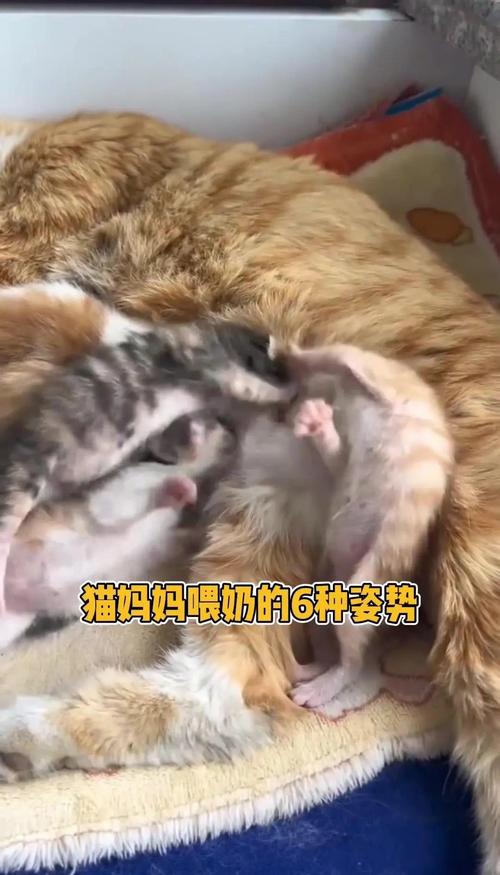 猫咪能吃奶片吗,小猫咪能吃奶片吗-第5张图片-后鲨宠物 猫咪能吃奶片吗,小猫咪能吃奶片吗-第5张图片-后鲨宠物