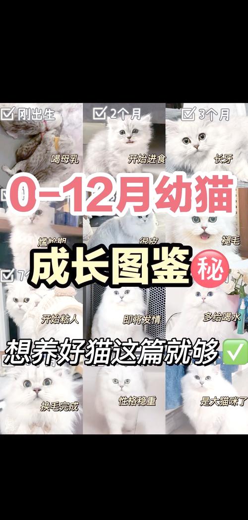 猫咪多大算成猫,猫多大就是成猫了-第3张图片-后鲨宠物 猫咪多大算成猫,猫多大就是成猫了-第3张图片-后鲨宠物