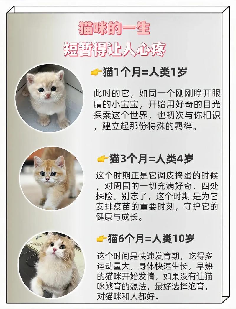 猫咪多大算成猫,猫多大就是成猫了-第5张图片-后鲨宠物 猫咪多大算成猫,猫多大就是成猫了-第5张图片-后鲨宠物