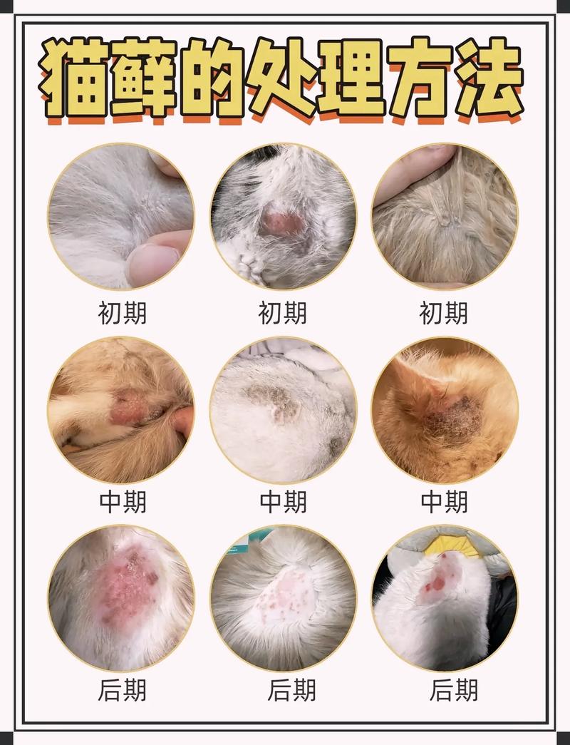 猫咪猫癣怎么治,猫咪猫癣怎么治好得快-第5张图片-后鲨宠物 猫咪猫癣怎么治,猫咪猫癣怎么治好得快-第5张图片-后鲨宠物
