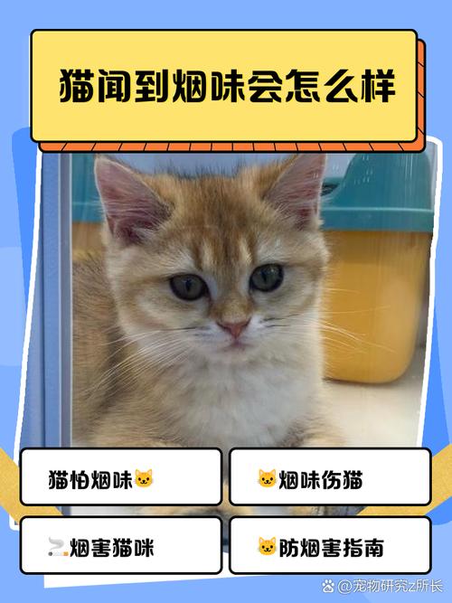 猫咪能闻烟味吗_猫可以闻到烟味嘛-第1张图片-后鲨宠物 猫咪能闻烟味吗_猫可以闻到烟味嘛-第1张图片-后鲨宠物