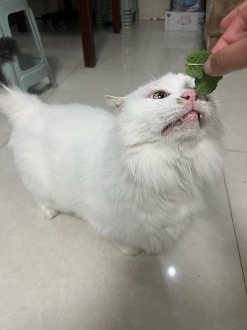 猫咪能闻烟味吗_猫可以闻到烟味嘛-第3张图片-后鲨宠物 猫咪能闻烟味吗_猫可以闻到烟味嘛-第3张图片-后鲨宠物