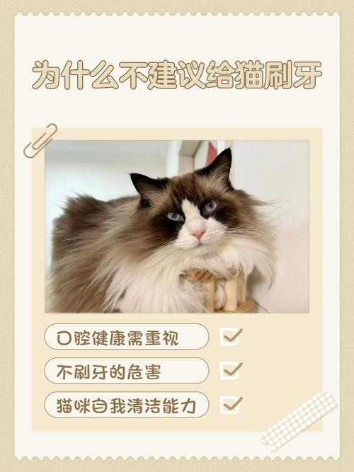 猫咪可以刷牙吗_猫咪刷牙吗?-第4张图片-后鲨宠物 猫咪可以刷牙吗_猫咪刷牙吗?-第4张图片-后鲨宠物