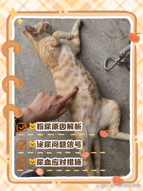 猫咪尿血怎么回事,猫咪尿血怎么回事吃啥药?-第1张图片-后鲨宠物 猫咪尿血怎么回事,猫咪尿血怎么回事吃啥药?-第1张图片-后鲨宠物