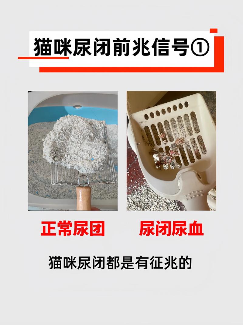 猫咪尿血怎么回事,猫咪尿血怎么回事吃啥药?-第6张图片-后鲨宠物 猫咪尿血怎么回事,猫咪尿血怎么回事吃啥药?-第6张图片-后鲨宠物