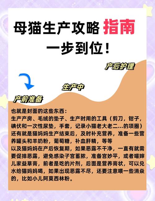 猫咪生产需要注意什么_猫咪生产需要注意什么?-第3张图片-后鲨宠物 猫咪生产需要注意什么_猫咪生产需要注意什么?-第3张图片-后鲨宠物