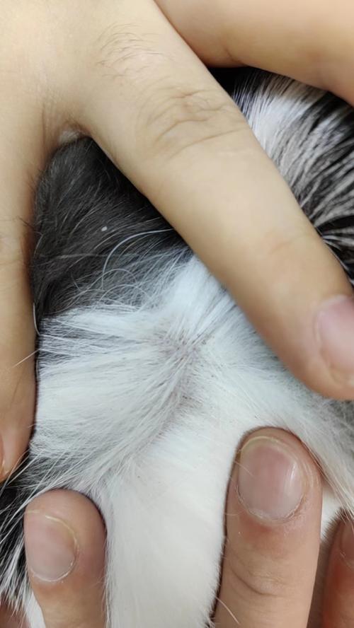 猫咪皮肤上有小黑点,猫猫皮肤上有很多黑点-第3张图片-后鲨宠物 猫咪皮肤上有小黑点,猫猫皮肤上有很多黑点-第3张图片-后鲨宠物