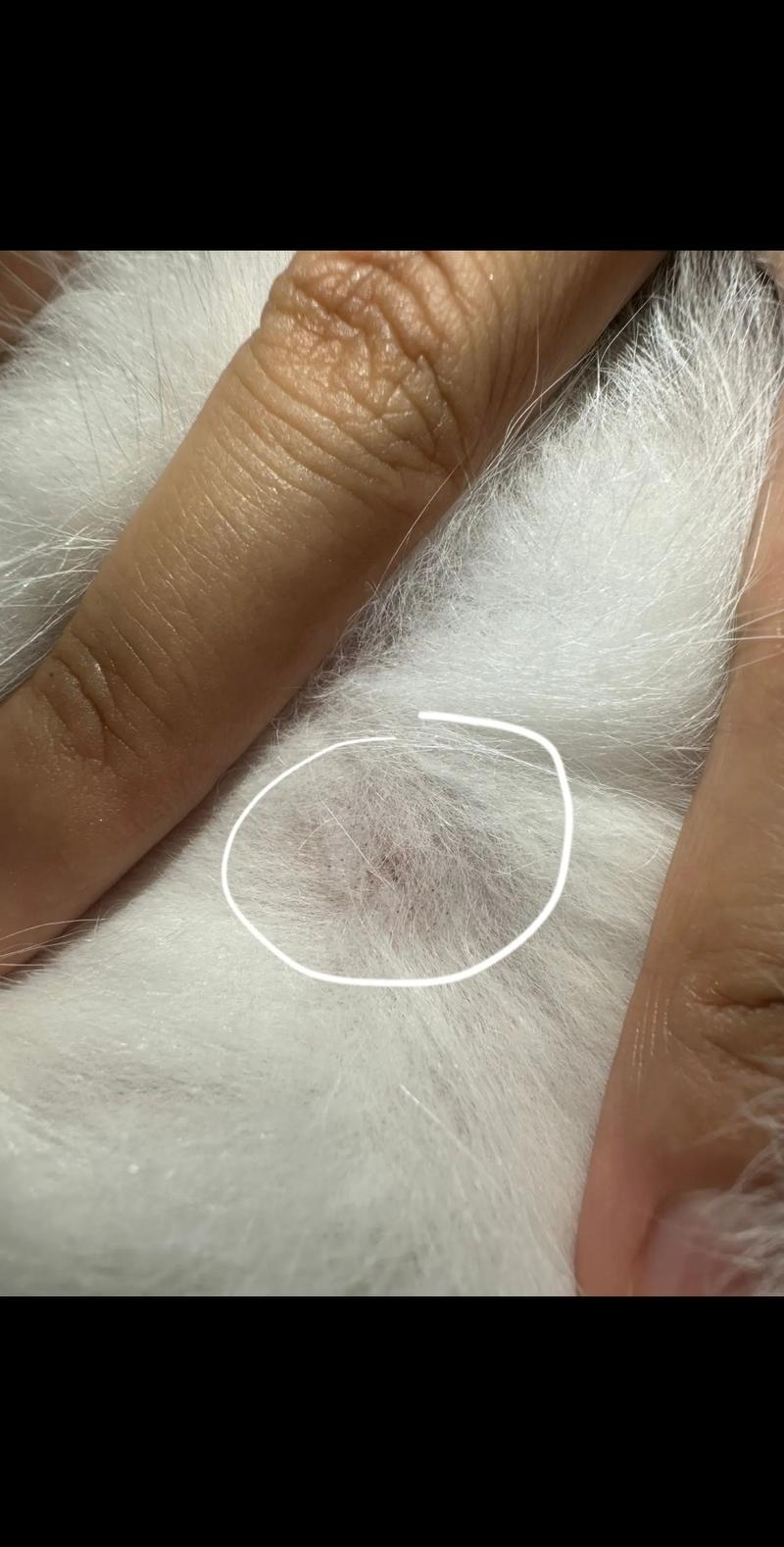 猫咪皮肤上有小黑点,猫猫皮肤上有很多黑点-第4张图片-后鲨宠物 猫咪皮肤上有小黑点,猫猫皮肤上有很多黑点-第4张图片-后鲨宠物