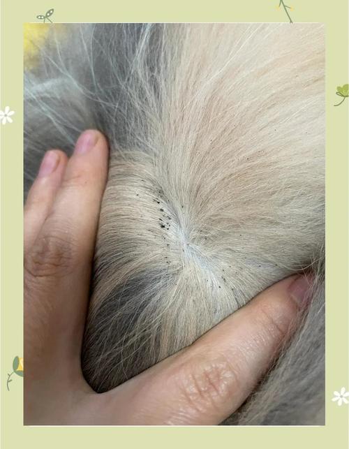 猫咪皮肤上有小黑点,猫猫皮肤上有很多黑点-第5张图片-后鲨宠物 猫咪皮肤上有小黑点,猫猫皮肤上有很多黑点-第5张图片-后鲨宠物