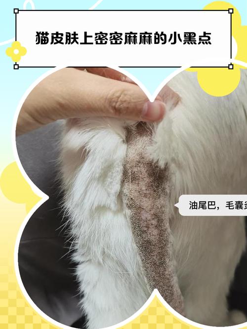 猫咪皮肤上有小黑点,猫猫皮肤上有很多黑点-第6张图片-后鲨宠物 猫咪皮肤上有小黑点,猫猫皮肤上有很多黑点-第6张图片-后鲨宠物