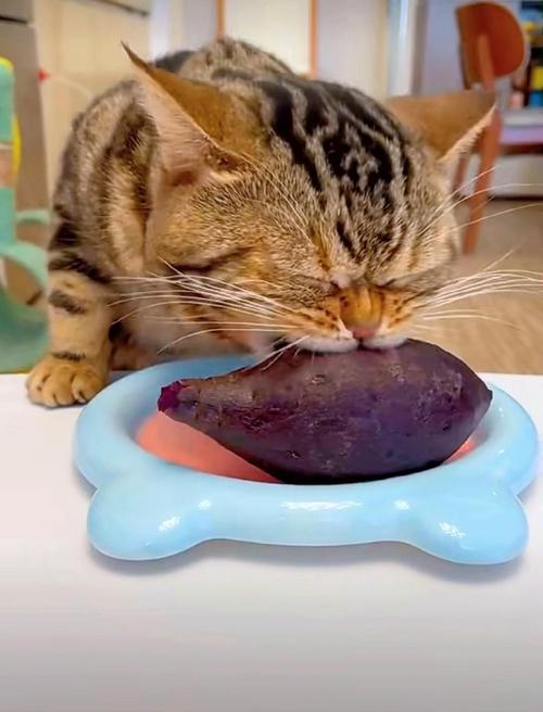 猫咪可以吃紫薯吗,小猫咪可以吃紫薯吗?-第3张图片-后鲨宠物 猫咪可以吃紫薯吗,小猫咪可以吃紫薯吗?-第3张图片-后鲨宠物