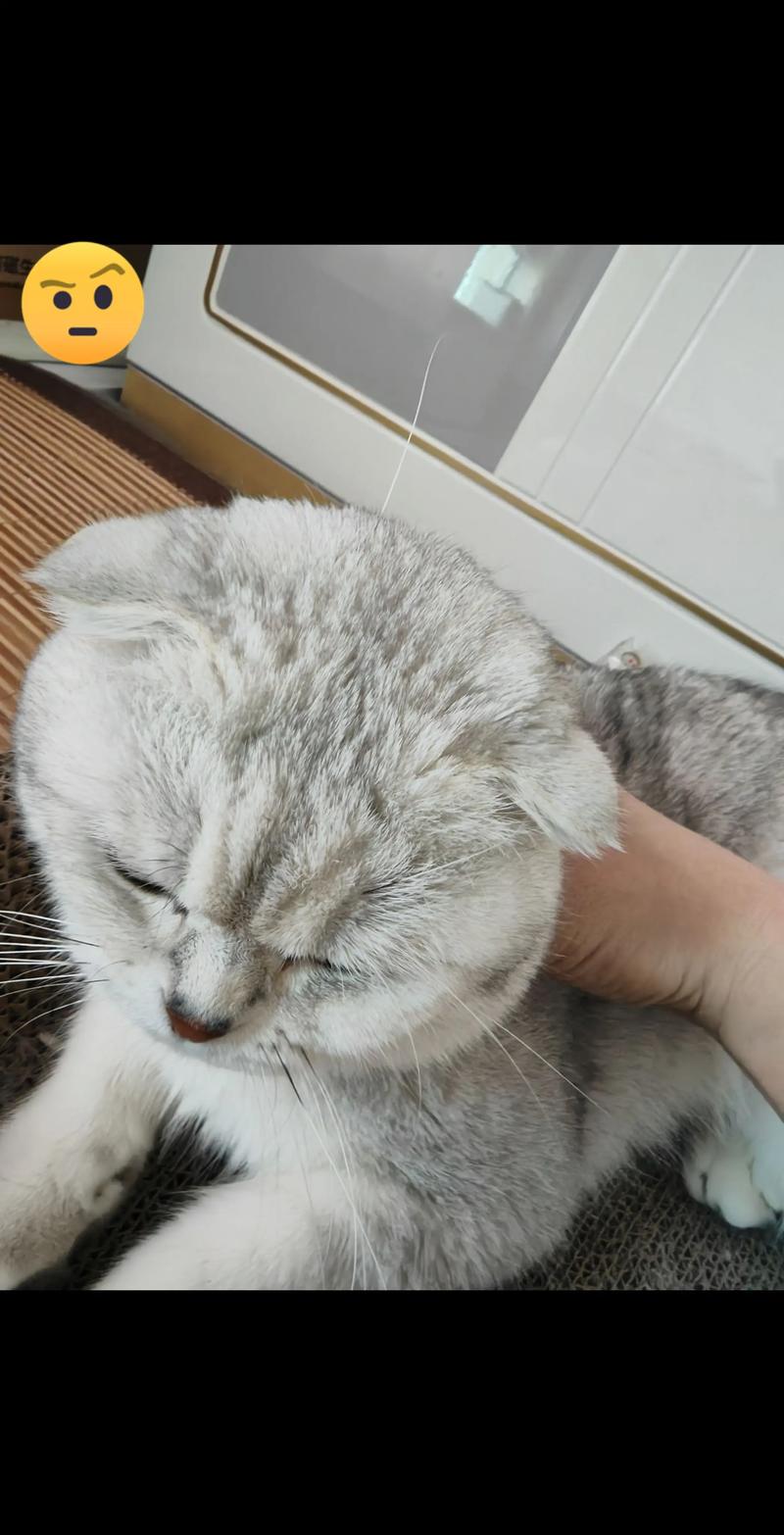 猫咪掉了一根胡子,猫咪掉一根胡子代表什么-第4张图片-后鲨宠物 猫咪掉了一根胡子,猫咪掉一根胡子代表什么-第4张图片-后鲨宠物