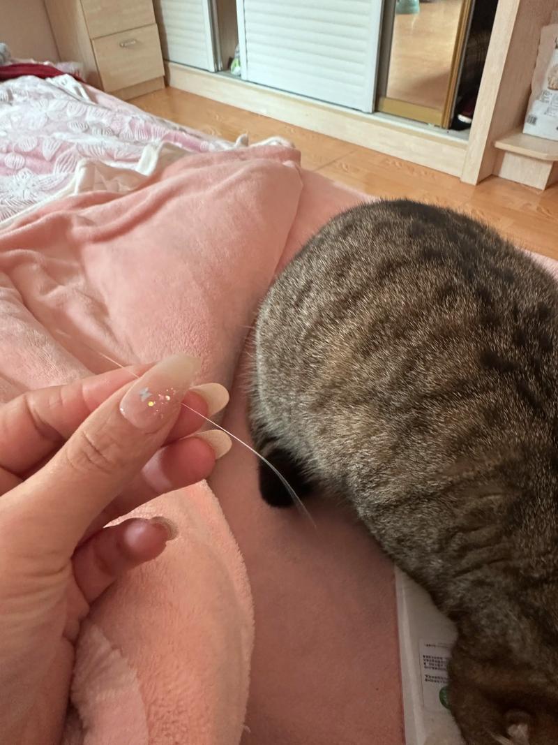 猫咪掉了一根胡子,猫咪掉一根胡子代表什么-第5张图片-后鲨宠物 猫咪掉了一根胡子,猫咪掉一根胡子代表什么-第5张图片-后鲨宠物