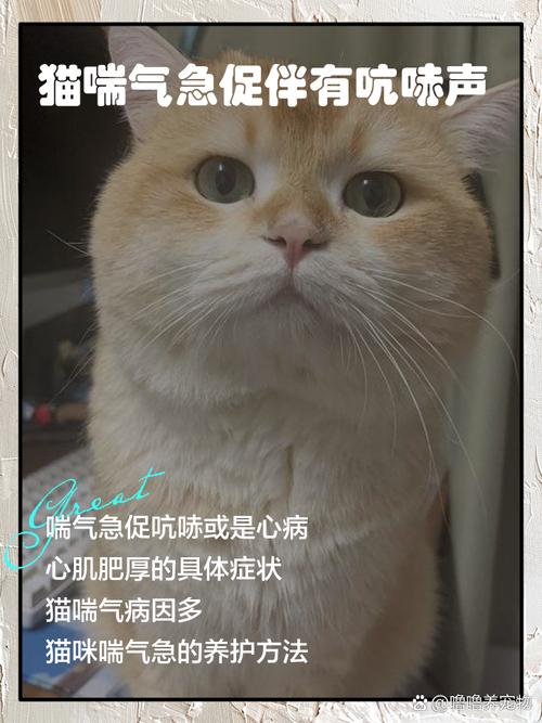 猫咪喘气声音大,猫咪喘气声音大而且粗?-第1张图片-后鲨宠物 猫咪喘气声音大,猫咪喘气声音大而且粗?-第1张图片-后鲨宠物