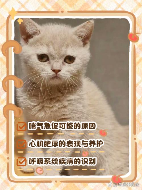 猫咪喘气声音大,猫咪喘气声音大而且粗?-第4张图片-后鲨宠物 猫咪喘气声音大,猫咪喘气声音大而且粗?-第4张图片-后鲨宠物