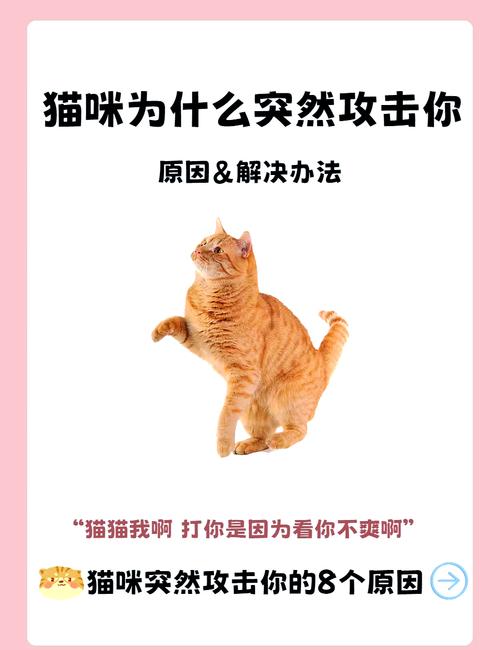  猫咪突然变得很凶，猫咪突然变得很凶想咬人还一直叫-第3张图片-后鲨宠物