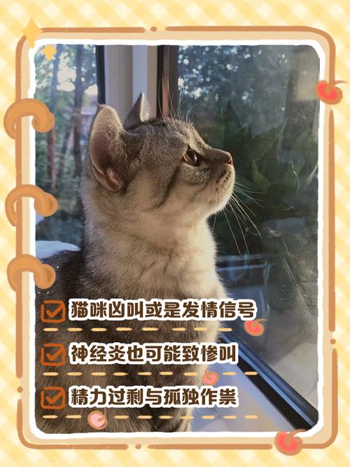  猫咪突然变得很凶，猫咪突然变得很凶想咬人还一直叫-第5张图片-后鲨宠物