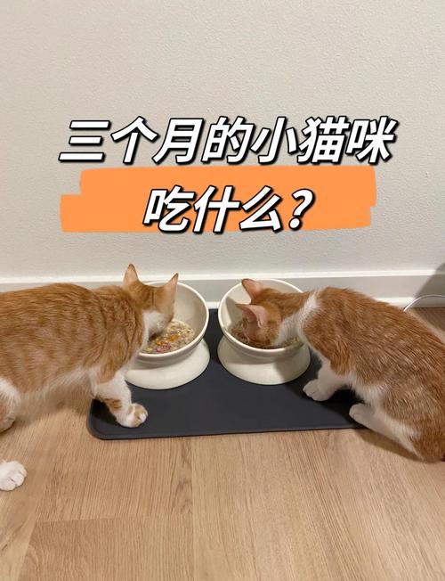 猫咪可以吃哪些蔬菜,猫咪必吃10种蔬菜?-第4张图片-后鲨宠物 猫咪可以吃哪些蔬菜,猫咪必吃10种蔬菜?-第4张图片-后鲨宠物