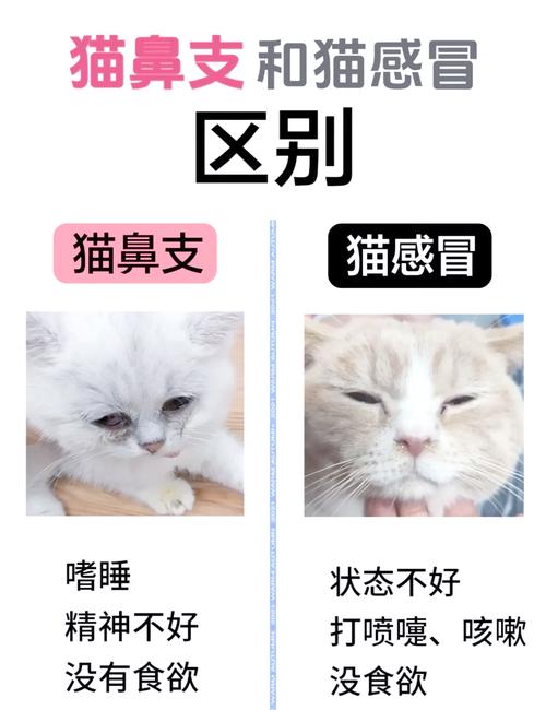 猫咪感冒怎么治疗,猫咪感冒怎么治疗最快?-第1张图片-后鲨宠物 猫咪感冒怎么治疗,猫咪感冒怎么治疗最快?-第1张图片-后鲨宠物