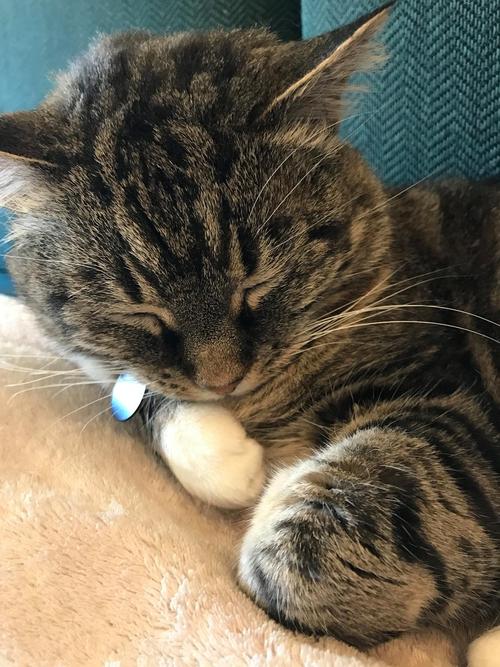  猫咪喉咙里呼噜呼噜的，猫咪喉咙里呼噜呼噜的怎么办-第1张图片-后鲨宠物