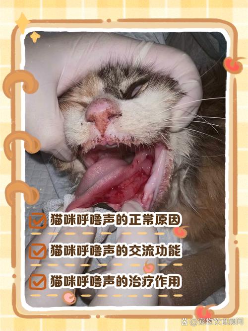  猫咪喉咙里呼噜呼噜的，猫咪喉咙里呼噜呼噜的怎么办-第5张图片-后鲨宠物