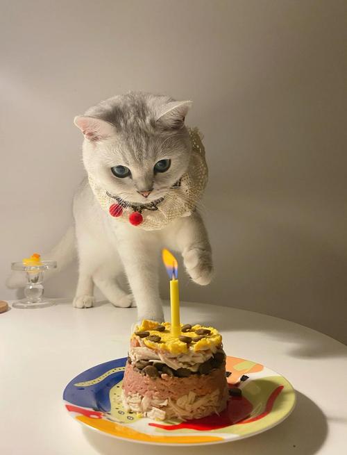 猫咪能吃蛋糕吗,猫咪吃蛋糕吗会怎么样-第4张图片-后鲨宠物 猫咪能吃蛋糕吗,猫咪吃蛋糕吗会怎么样-第4张图片-后鲨宠物