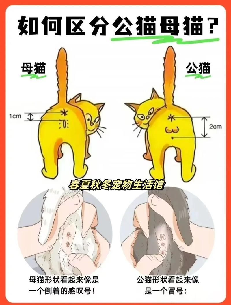猫咪如何分辨公母,猫咪怎么分辨公母-第4张图片-后鲨宠物 猫咪如何分辨公母,猫咪怎么分辨公母-第4张图片-后鲨宠物