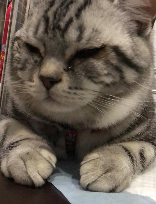 猫咪流黄色眼泪_小猫咪流黄眼泪-第5张图片-后鲨宠物 猫咪流黄色眼泪_小猫咪流黄眼泪-第5张图片-后鲨宠物