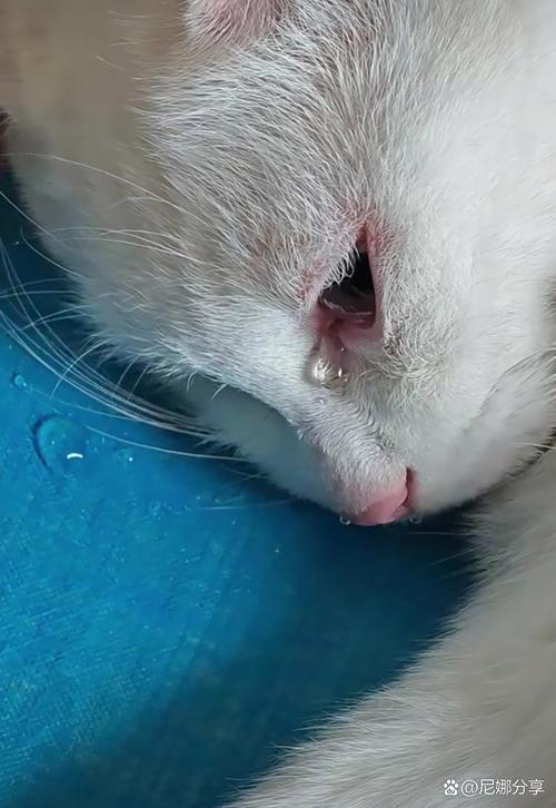 猫咪流黄色眼泪_小猫咪流黄眼泪-第6张图片-后鲨宠物 猫咪流黄色眼泪_小猫咪流黄眼泪-第6张图片-后鲨宠物