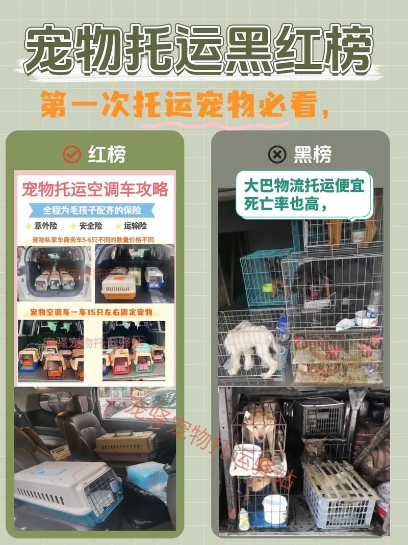 猫咪可以坐飞机吗,猫猫可以坐飞机嘛-第6张图片-后鲨宠物 猫咪可以坐飞机吗,猫猫可以坐飞机嘛-第6张图片-后鲨宠物