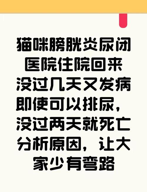 猫咪膀胱炎怎么治疗,猫咪膀胱炎治疗费用?-第3张图片-后鲨宠物 猫咪膀胱炎怎么治疗,猫咪膀胱炎治疗费用?-第3张图片-后鲨宠物