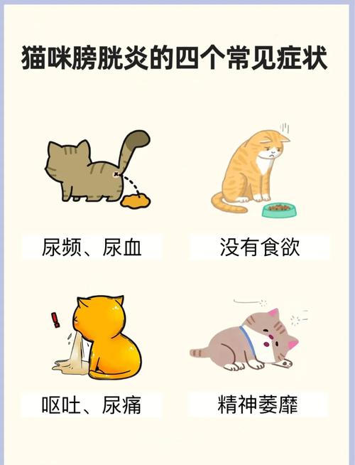 猫咪膀胱炎怎么治疗,猫咪膀胱炎治疗费用?-第4张图片-后鲨宠物 猫咪膀胱炎怎么治疗,猫咪膀胱炎治疗费用?-第4张图片-后鲨宠物