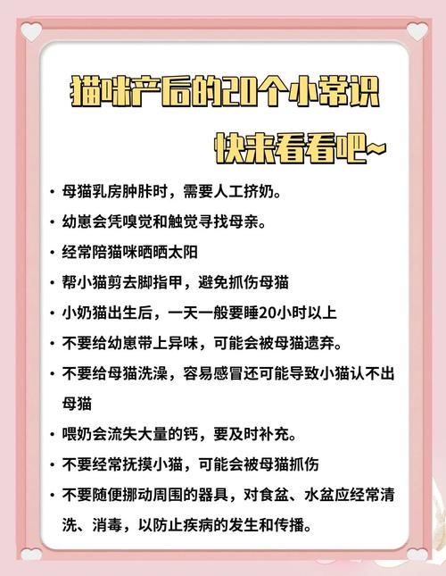 猫咪生宝宝后怎么照顾_猫咪生宝宝后要注意什么-第1张图片-后鲨宠物 猫咪生宝宝后怎么照顾_猫咪生宝宝后要注意什么-第1张图片-后鲨宠物