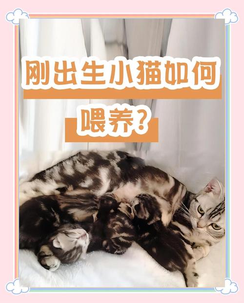 猫咪生宝宝后怎么照顾_猫咪生宝宝后要注意什么-第4张图片-后鲨宠物 猫咪生宝宝后怎么照顾_猫咪生宝宝后要注意什么-第4张图片-后鲨宠物